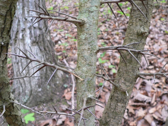 {Crataegus triflora}
